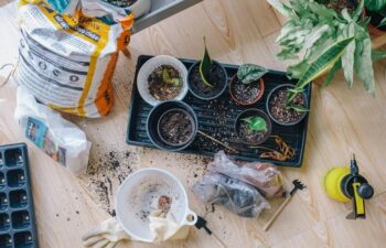 Eco Home Tips – Organic Garden Design
