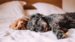 Understanding the Different Types of Dog Grooming and When Your Pet Needs Them