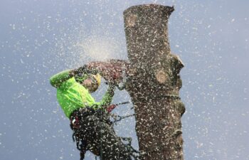 Why Some Trees Thrive for Decades While Others Decline Early: The Hidden Role of Proper Tree Care