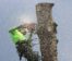 Why Some Trees Thrive for Decades While Others Decline Early: The Hidden Role of Proper Tree Care