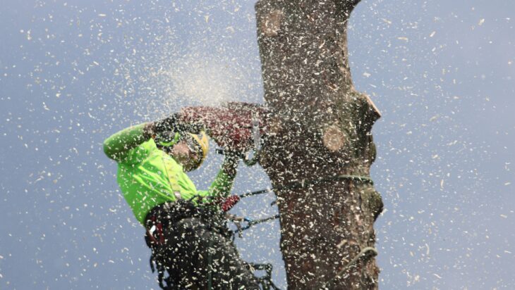 Why Some Trees Thrive for Decades While Others Decline Early: The Hidden Role of Proper Tree Care Why Some Trees Thrive for Decades While Others Decline Early: The Hidden Role of Proper Tree Care
